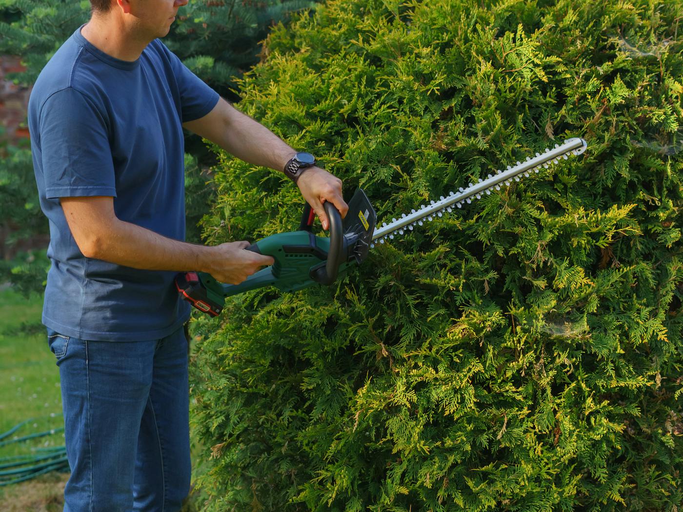A boxwood hedge being shaped square with a hedge trimmer.