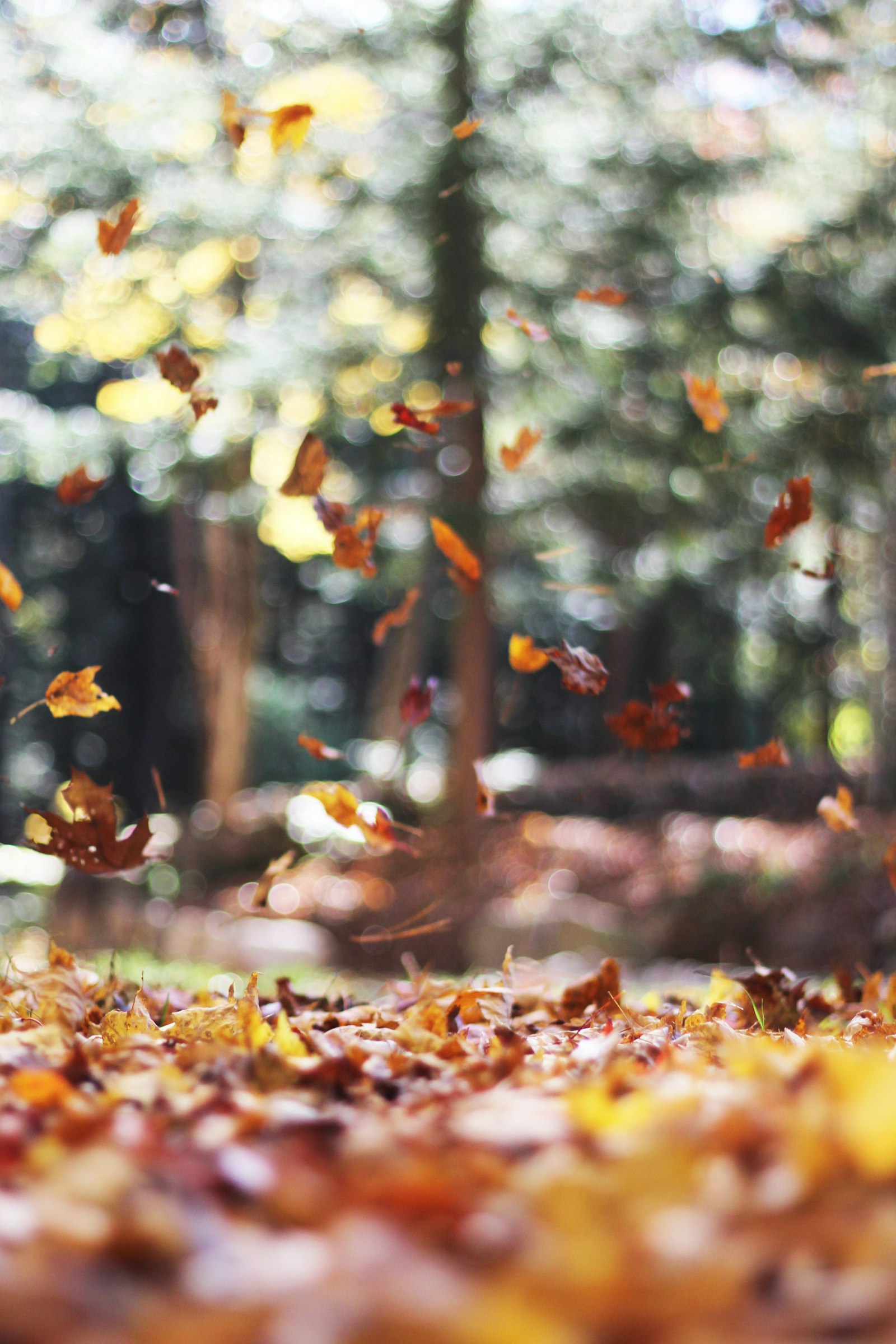 Yard cleanup in progress — raked leaves piled neatly, beds cleared back to soil.